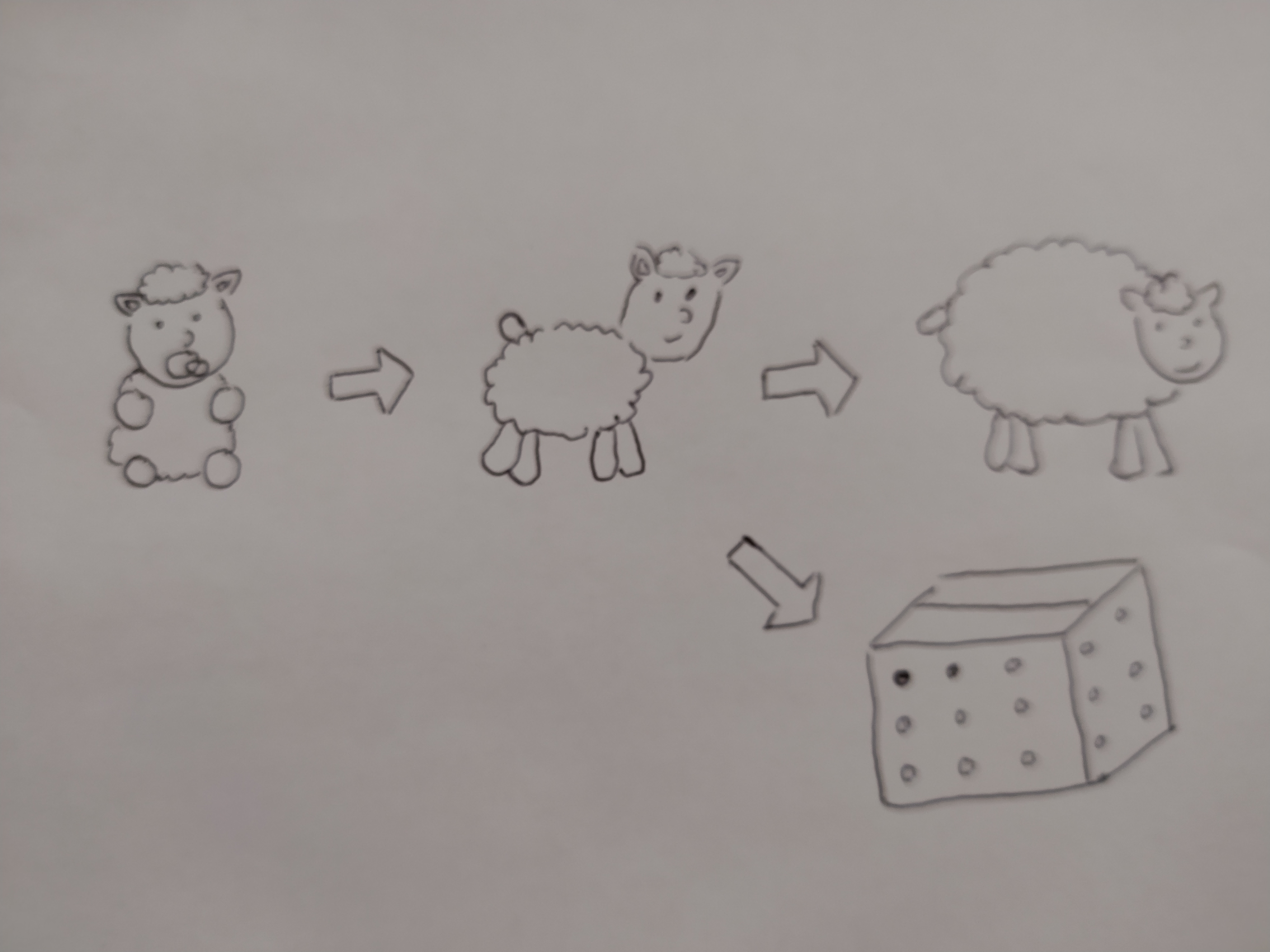 Drawing showing several versions of a sheep, from baby sheep to adult sheep, with arrows from left to right. The middle sheep can also evolve to a box with holes.